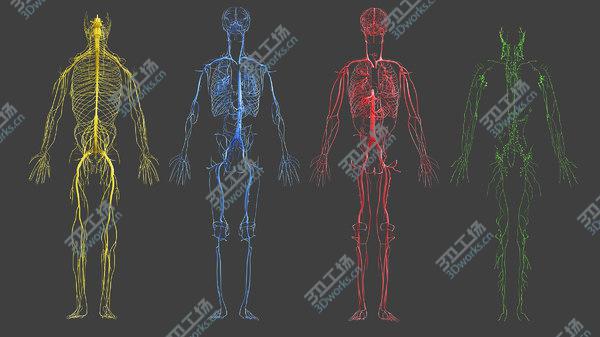 images/goods_img/20210312/Full Male And Female Anatomy Set (Blender Rigged) 3D model/5.jpg